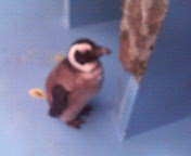 [�y���M���̐Ԃ����]